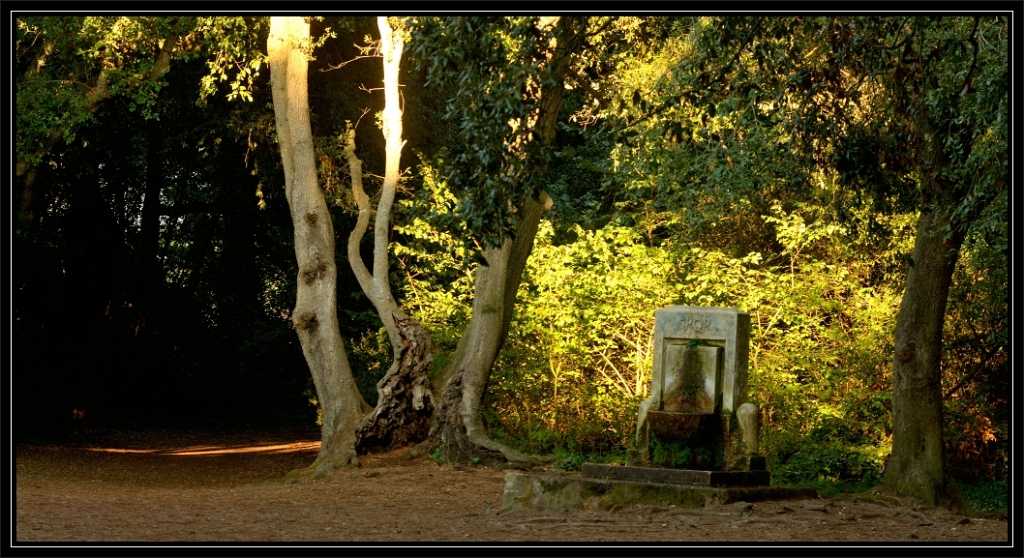 La Pineta di Castelfusano, la Via Severiana e la Villa di Plinio